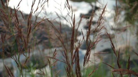 Grass and river Stock Footage 204105472