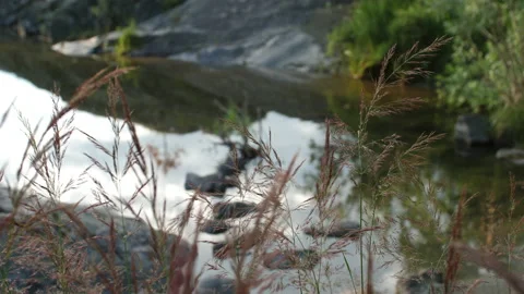 Grass and river Stock Footage 204709401