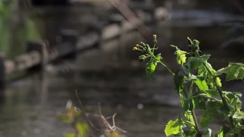 Grass and river Stock Footage 236689175