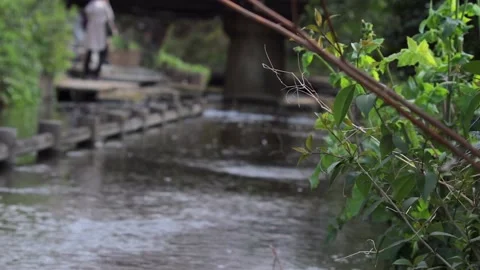 Grass and river Stock Footage 236689176