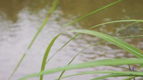Grass and river Stock Footage 248652565