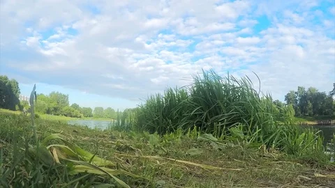 Grass and river in summer park timelapse Stock Footage 82987004