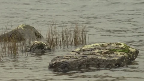 Grass and rocks in a lake Stock Footage 86745442