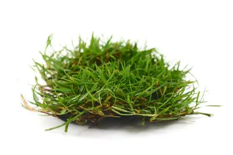 Grass and roots Foto stock