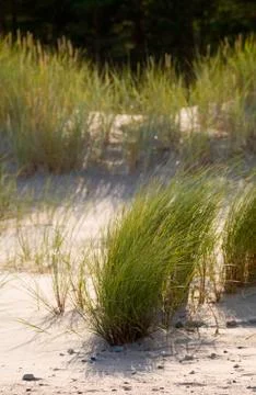 Grass and sand.gn Stock Photos