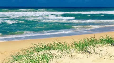 Grass and sandy beach on sunny day on Sunshine Coast Stock Footage