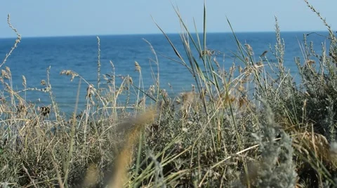 Grass and sea Stock Footage 53195856
