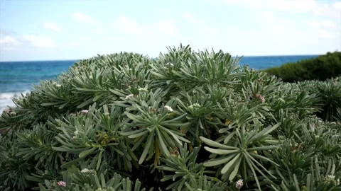 Grass and sea Stock Footage 237196653
