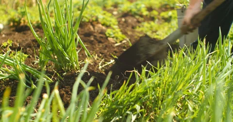 Grass and shovel Stock Footage 38844143