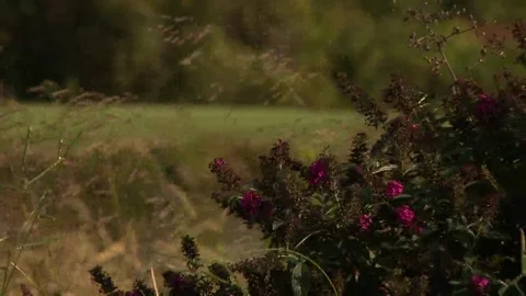 Grass and shrubs in wind Stock Footage 69193695