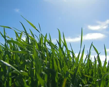 Grass and sky. #07 Video stock 10731508
