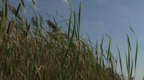 Grass and Sky 1 Stock Footage 279561