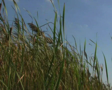 Grass and Sky 1 Stock Footage 283316