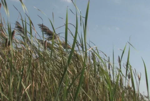 Grass and Sky 1 Stock Footage 283778