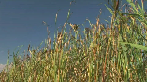 Grass and Sky 2 Stock Footage 279572
