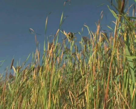 Grass and Sky 2 Stock Footage 283318