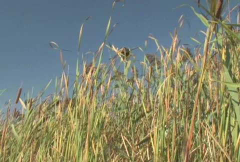 Grass and Sky 2 Stock Footage 283782