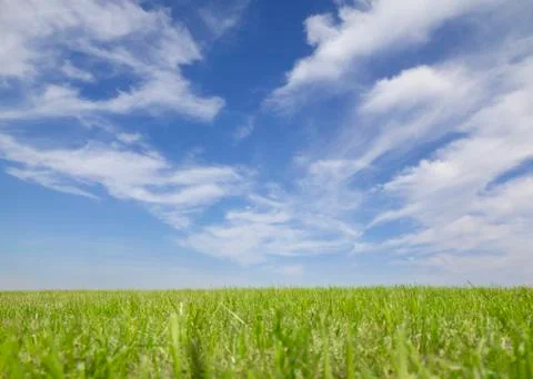 Grass and sky background Stock Photos