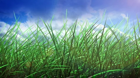 Grass and sky Stock Footage 558506