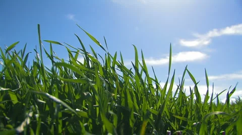 Grass and sky. Stock Footage 2923782