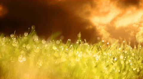 Grass and sky Stock Footage 37408193