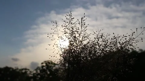 Grass and sky Stock Footage 64578001