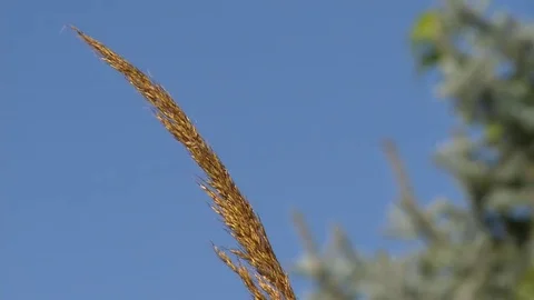 Grass and sky Video stock 69193790