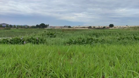 Grass and sky Stock Footage 232691399