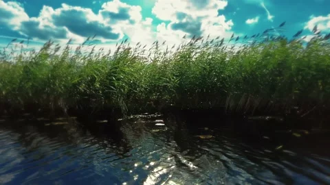 Grass and sky 動画素材 237190331