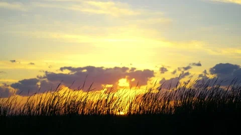 Grass and Sky Stock Footage 315380654