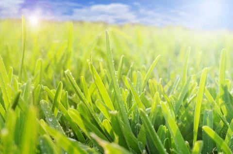 Grass and sky Stock Photos