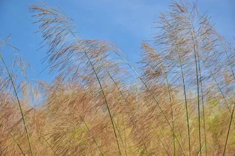 Grass and sky Stock Photos