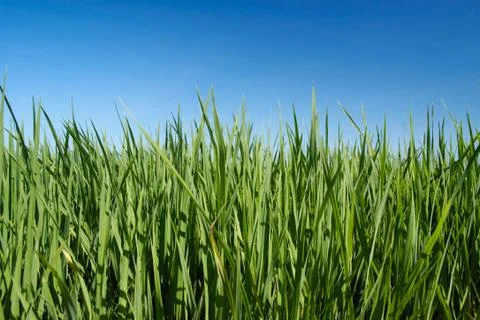 Grass and sky Stock Photos