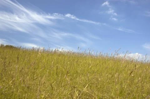 Grass and sky Stock Photos