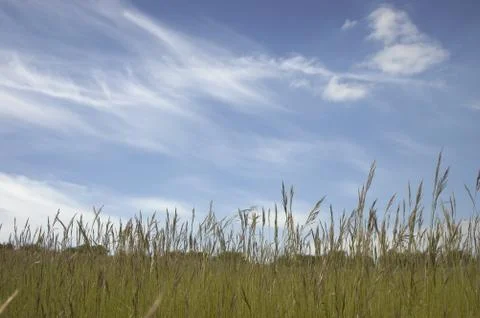 Grass and sky Stock Photos