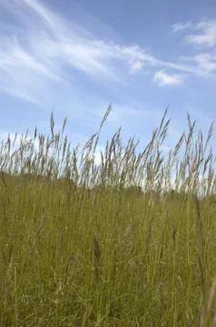 Grass and sky Foto stock