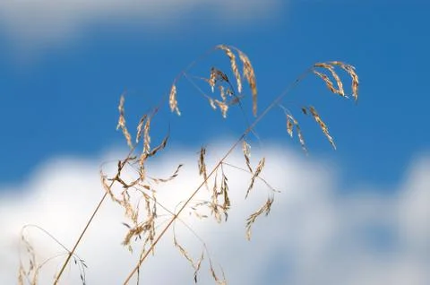 Grass and sky Stock Photos
