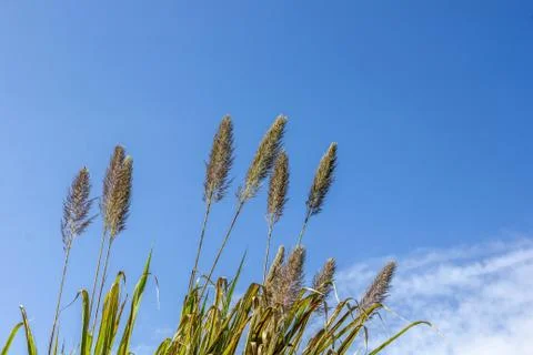 Grass and sky Stock Photos