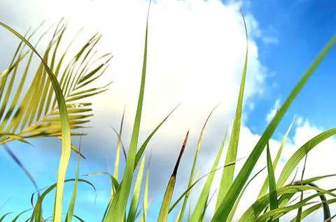 Grass And Sky Foto stock