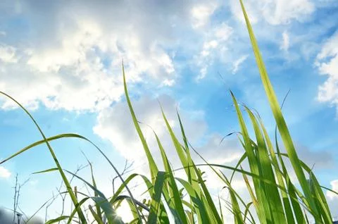 Grass And Sky Stock Photos