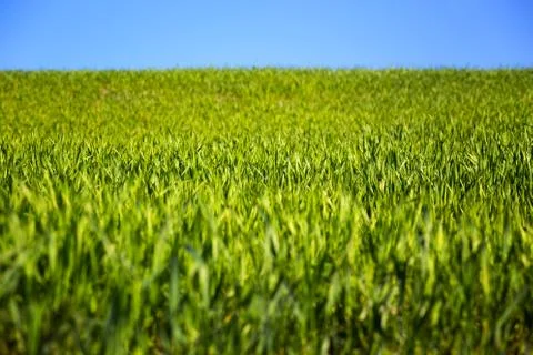 Grass and sky Stock Photos