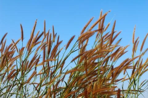 Grass and sky Stock Photos