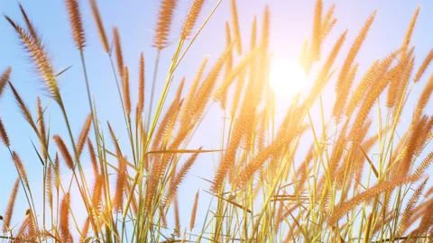 Grass and sky Stock Photos