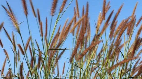 Grass and sky Stock Photos