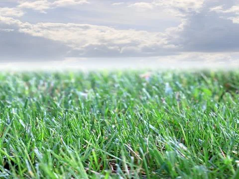 Grass and sky Stock-Fotos