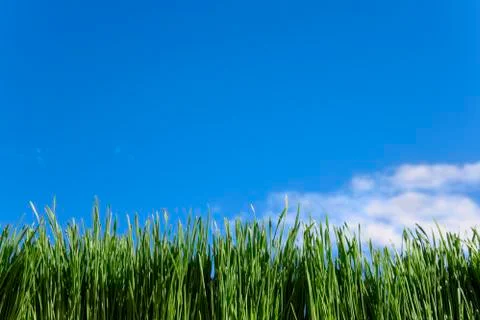 Grass and sky Foto stock