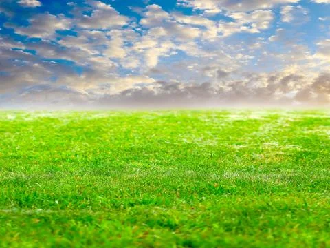 Grass and sky Фото