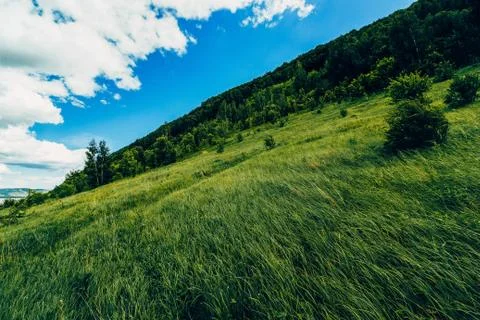 Grass and sky Stock Photos