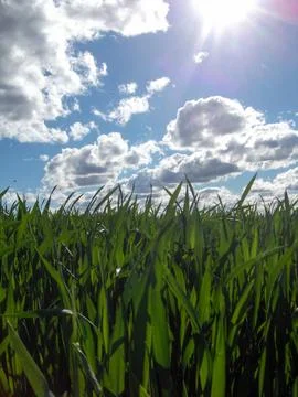 Grass and the sky Stock Photos