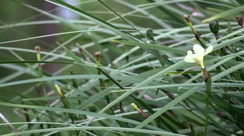 Grass and small flower in wind with sound Video stock 52706295